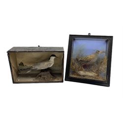 Taxidermy: A cased Tern in naturalistic beach setting and a cased Sandpiper set against a watercolour painted back drop, enclosed within a wall hanging picture frame style five-glass display case, H38cm x W34cm (2)
