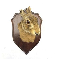 Taxidermy: Hare mask mounted on oak shield, H26cm x D16cm 