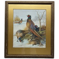 John Duncan (20th century): Pheasants in a Winter Landscape, watercolour signed 37cm x 32cm