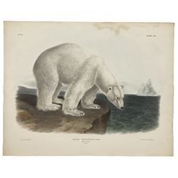John James Audubon (American 1785-1851): 'Ursus Maritimus Linn - Polar Bear (Male)', Plate 91 from 'The Viviparous Quadrupeds of North America', lithograph with hand colouring pub. T Bowen, Philadelphia 1846, 55cm x 70cm (unframed)