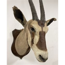 Taxidermy: Gemsbok Oryx (Gazella gazella) adult male shoulder mount facing ahead on wooden shield, from the wall 59cm, height 113cm
