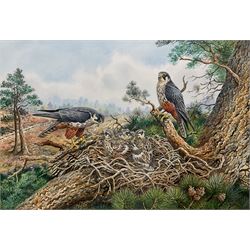 Carl Donner (British 1957-): 'Hobby Falcons and their Young', watercolour signed, titled and dated '90 verso 48cm x 70cm