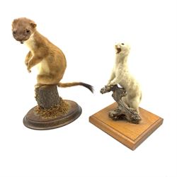Taxidermy: Stoats (Mustela erminea), two full mounts, one perched atop a cut tree stump, the other in Ermine mounted upon a wall mounted knotted tree stump, both on wooden plinths, tallest H27cm (2)