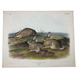 John James Audubon (American 1785-1851): 'Lepus Artemisia Bac - Worm Wood Hare (Male & Female Natural Size)', Plate 88 from 'The Viviparous Quadrupeds of North America', lithograph with hand colouring pub. John T Bowen, Philadelphia 1846, 55cm x 70cm (unframed) Provenance: Vendor acquired through family descent - Audubon's son (colourer of prints) was married to the vendor's relative (great grand-father's sister).