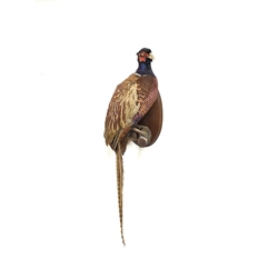 Taxidermy - Pheasant on an oval mahogany wall plaque