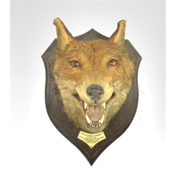 Taxidermy - Fox mask with mouth agape with plaque inscribed 'South Wold Hounds 1930' on oak wall shield H33cm bearing the label of Rowland Ward, Piccadilly, London