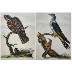 Peter Mazell (Irish 1733-1808): 'The Female Goat Sucker' and 'The Female Cuckoo [and] The Wryneck', near pair engravings with hand-colouring from 'The British Zoology' by Thomas Pennant (British 1726-1798) pub. 1761-1765, 39cm x 30cm (2)