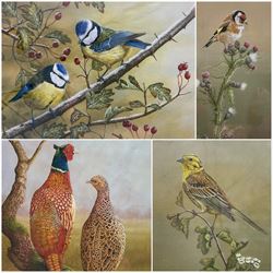 Robert E Fuller (British 1972-): 'Yellow Hammer' Pheasants 'Goldfinch on Thistle' and Kingfishers, set four limited edition colour prints signed and numbered in pencil max 30cm x 21cm (4)