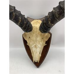 Antlers/Horns: Pair of Common Impala horns on upper skull mounted upon oak shields height 70cm, distance between horns 32cm