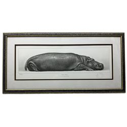Gary Hodges (British 1954-): 'Tropical Slumber' Study of  Hippo, limited edition black and white print signed and numbered 550/850 in pencil 15cm x 52cm