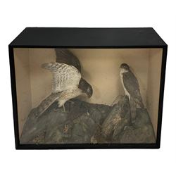 Taxidermy: Victorian cased pair of Sparrowhawks, one with Blackbird in perched on fake rock and wood with flora, set against a painted papered interior, enclosed within a period case 52cm x 69cm