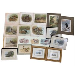 After Archibald Thorburn (Scottish 1860-1935): 'Mallard' 'Shoveler' and twelve other similar, collection colour prints together with other colour prints of ornithological interest max 29cm x 34cm (18)