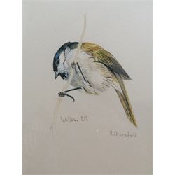 R Dransfield (British contemporary): 'Crested Tit', 'Bearded Tit', 'Willow Tit', set three gouaches signed and titled 33cm x 24cm (3)