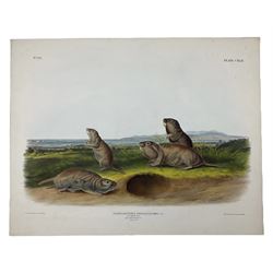 John Woodhouse Audubon (American 1812-1862): 'Pseudostoma Borealis Rich - The Camas Rat (Male Female & Young Natural Size)', Plate 142 from 'The Viviparous Quadrupeds of North America', lithograph with hand colouring pub. John T Bowen, Philadelphia 1848, 55cm x 70cm (unframed) Provenance: Vendor acquired through family descent - Audubon's son (colourer of prints) was married to the vendor's relative (great grand-father's sister).