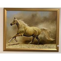 Indistinctly signed oil on board of a galloping Palomino Horse, signed and dated 2014 59cm x 79cm 