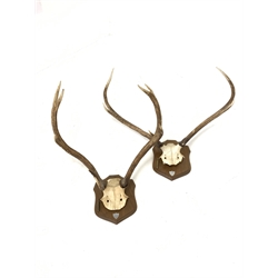 Pair of six point (3+3) stag antlers with partial skull inscribed 'Inversanda Estate 10-10-96' on oak shield H69cm and a pair of nine point (5+4) stag antlers with partial skull from the same estate dated 10-10-96 on oak wall shield, both with shell cases
