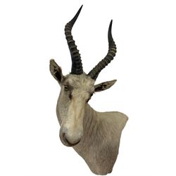 Taxidermy: White Blesbok (Damaliscus pygargus phillipsi), modern, South Africa, an adult male shoulder mount turned to the right, 51cm from the wall, height 92cm