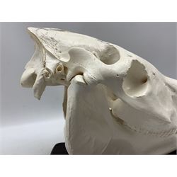 Skulls/Anatomy: Burchell's Zebra Skull (Equus quagga burchellii), large complete bleached adult skull, mounted upon a shield in the form of Africa, L52cm x H33cm