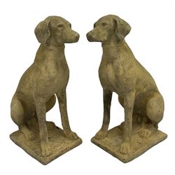 Pair composite Pointer hunting dog statues, in seated positions 