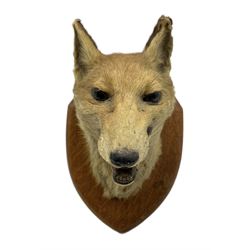 Taxidermy - Fox mask (Vulpes vulpes) by E Allen of York, looking straight ahead, mouth agape bearing teeth, on an oak wall shield with trade label to the reverse H25cm 