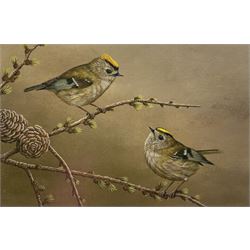 Robert E Fuller (British 1972-): 'Goldcrest on Larch', limited edition colour print signed and numbered 211/850 in pencil 15cm x 23cm
