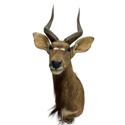 Taxidermy: Lowland Nyala (Nyala angasii), modern, a high quality adult male shoulder mount, with neck outstretched turning slightly to the right, right horn 53cm, left horn 53cm, measured along outer curve, tip to tip 25cm