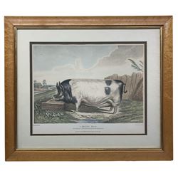 Thomas Landseer A.R.A. (British 1795-1880) after Sir Edwin Landseer R.A. (British 1802-1873): 'A British Boar', print in birds eye maple frame 37cm x 46cm