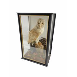 Taxidermy: A cased Barn Owl (Tyto Alba), full mount perched on tree stump, circa 2016, H46cm x D22cm with CITES A10 (non-transferable) licence no. 595370/01