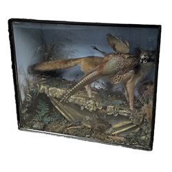 Taxidermy: Cased diorama of a Red Fox (Vulpes vulpes) full mount standing with a Pheasant kill, naturalistic set upon a rocky modelled base with grasses and ferns, set against a sky painted backdrop, enclosed within a glazed ebonised display case, H88cm, W108cm, D36cm
