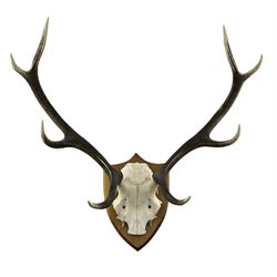 Antlers / Horns: Stag antlers, eight point, with half skull on an oak wall shield W60cm