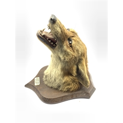 Taxidermy - Fox mask with agape mouth on oak wall shield inscribed 'Badsworth 1938' H27cm, the reverse inscribed 'P Spicer, Taxidermists, Leamington'