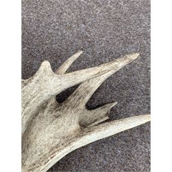 Antlers / Horns: European Red Deer (Cervus elaphus), large set of adult stag antlers on skull, 29 points (13+15), mounted upon a Black Forest style shield, H113cm