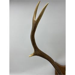 Taxidermy: Pair of eight point stag antlers with skull cap on shield with plaque engraved, 'Mull 1975'