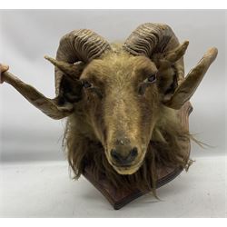 Taxidermy: Ram, adult ram with two spirling horns head mount looking down on a wooden shield from the wall 31cm, height 50cm