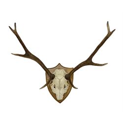 Taxidermy: Pair of eight point antlers with skull mounted on oak shield