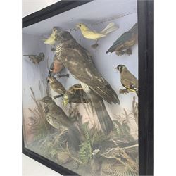Taxidermy: Cased Diorama of birds native to Britain with two canaries, including Sparrowhawk, Goldfinch, Yellowhammer, Goldcrest, Mistle Thrush, Kingfisher, Bullfinch, Pied Wagtail, Bunting all mounted on various perches in naturalised setting 47cm x 47cm
