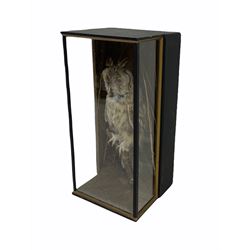 Taxidermy: A cased Long-Eared Owl (Asio Otus), full mount perched on a branch, circa 1984, H47cm x D20cm  with CITES A10 (non-transferable) licence no. 595373/01