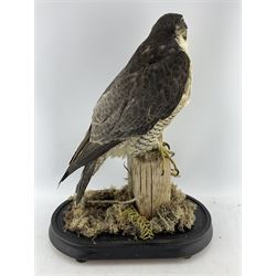 Taxidermy: Victorian cased Peregrine Falcon (Falco peregrinus), full male mount stood atop a wooden post in a naturalistic ground, enclosed beneath a period oval glass dome with ebonised base, raised upon four bun feet, H54cm D22cm W36cm
