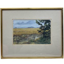 Alan M Hunt (British 1947-): Pheasant in Farmer's Field, watercolour and gouache signed 18cm x 27cm