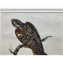 Peter Mazell (Irish 1733-1808): 'The Female Goat Sucker' and 'The Female Cuckoo [and] The Wryneck', near pair engravings with hand-colouring from 'The British Zoology' by Thomas Pennant (British 1726-1798) pub. 1761-1765, 39cm x 30cm (2)