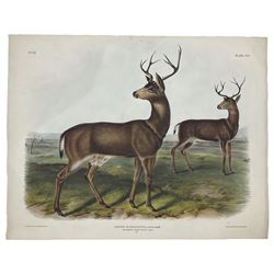 John James Audubon (American 1785-1851): 'Cervus Richardsonii Aud & Bach - Columbian Black-Tailed Deer (Male)', Plate 106 from 'The Viviparous Quadrupeds of North America', lithograph with hand colouring pub. T Bowen, Philadelphia 1847, 55cm x 70cm (unframed)
