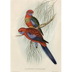 Henry Constantine Richter (British 1821-1902) after John Gould (British 1804-1881): 'Platycercus Pennantii' - Crimson Rosella, colour lithograph pub. Hullmandel & Walton 41cm x 29cm