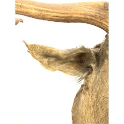 Taxidermy: Stags head and neck, W68cm x H73cm approx. 