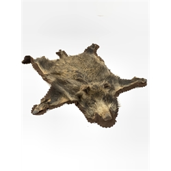 Taxidermy - European Wild Boar skin rug (Sus scrofa) with head mount, outstretched limbs W124cm