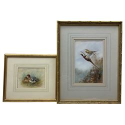 James Stinton (British 1870-1961):  Male and Female Duck, watercolour signed 11cm x 14cm; English School (Early 20th century): Pheasants in Flight, watercolour indistinctly signed and dated '29, 22cm x 15cm (2)