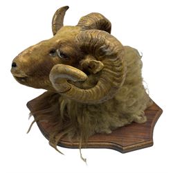 Taxidermy: Ram, adult ram with two spirling horns head mount looking down on a wooden shield from the wall 31cm, height 50cm
