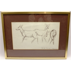 Mark Hearld (Scottish 1974-): 'Red Deer Hind Calves', pencil sketch signed titled and dated '97, 23cm x 38cm