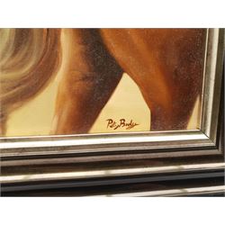 Peter J Bailey (British 1951-): 'Spirit of Esteem', oil on canvas signed, titled signed and inscribed verso 50cm x 60cm 
Notes: Spirit of Esteem is a purebred Arabian horse owned and bred by actress Susan George at her Exmoor stud