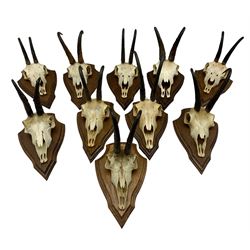 Antlers / Horns: Collection of Alpine Chamois horns on upper skulls mounted on shields (10)