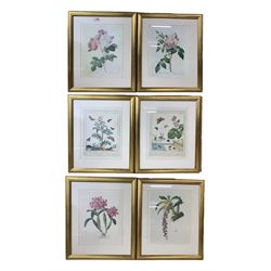 Six coloured botanical prints, uniformly framed
